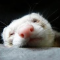 User avatar for ferret70