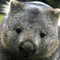 User avatar for ImprovedMarsupial