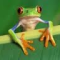 User avatar for treefrog123