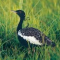 User avatar for lesserflorican